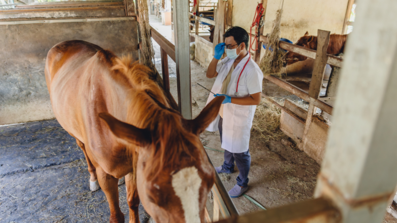 Como a inteligência artificial passou a monitorar a saúde dos cavalos 24 horas por dia