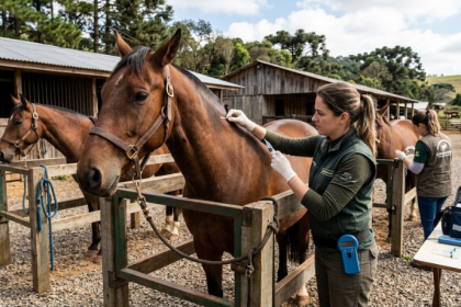 Projeto de lei quer microchipar cavalos em Passo Fundo e pode mudar fiscalização e bem-estar dos equinos